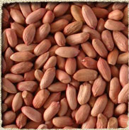 Peanuts kernel – Bold (Long Shape)