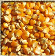 Yellow Maiz Seeds
